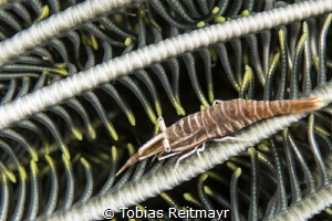 Crinoid shrimp, USS Liberty, Tulamben by Tobias Reitmayr 